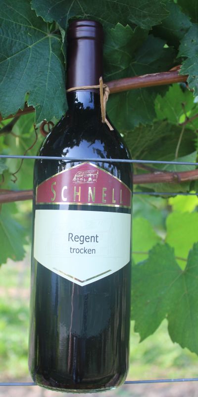 <br>2024er Regent trocken<br>